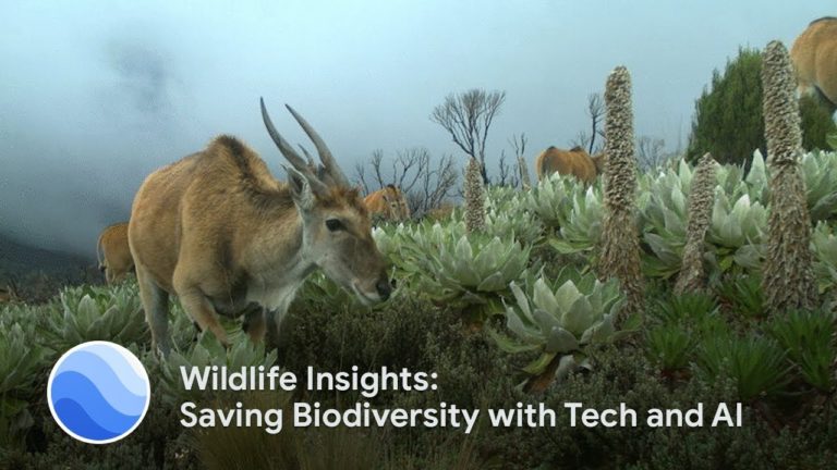 L’IA de Google utilisée pour aider les spécialistes de la conservation de la faune